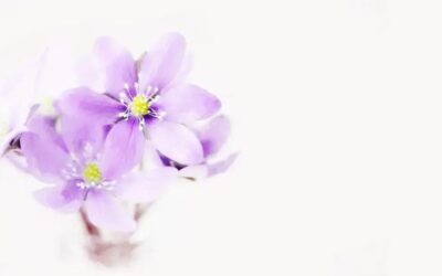 Secagem de vasinhos no rosto jundiaí: descubra os melhores tratamentos