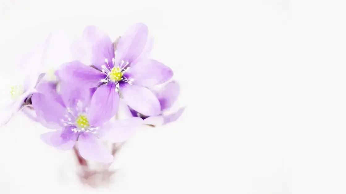 Cuidados essenciais para suas plantas