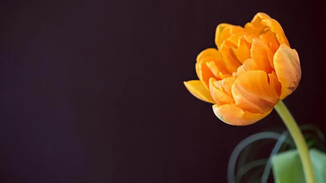 O que é um bioestimulador de glúteo?