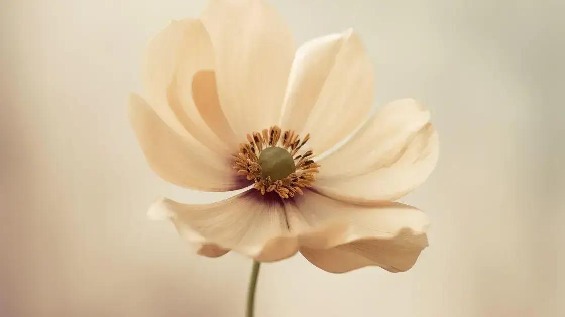 Cuidados pós-aplicação e resultados esperados