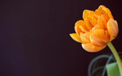 Botox harmonização facial Jundiaí: descubra os segredos para um rosto perfeito